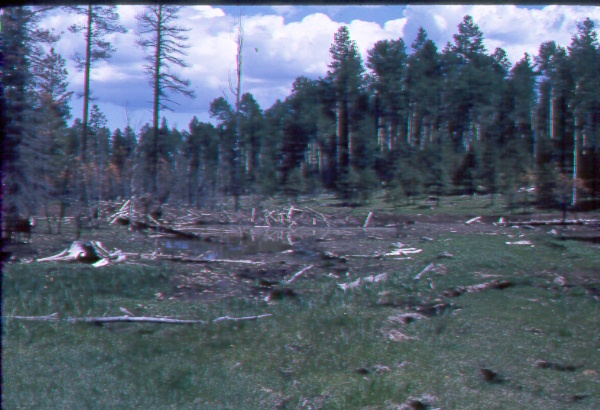 Old beaver dam showing invasion of wet meadow species