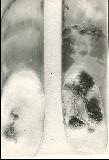 Polyporus farlowii (from Acer negundo)  sporulating in culture