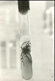 Armelleria mellea isolated from inner bark of  Thuja occidentales, cultured on malt agar. 