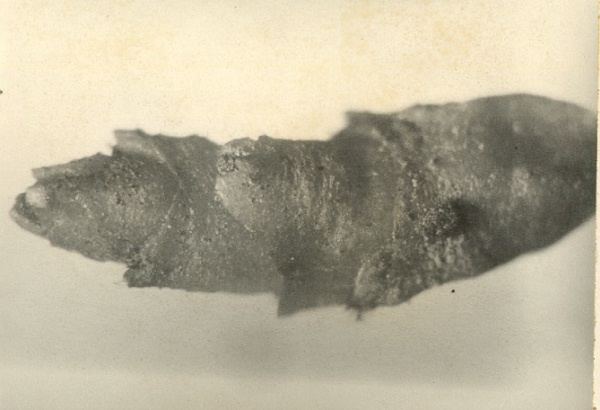 Pistillate shoot of Arceuthobium campylopodum