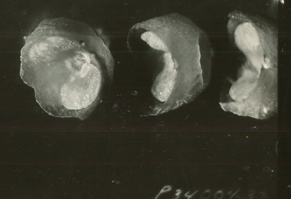 Young stem segments of Arceuthobium campylopodum