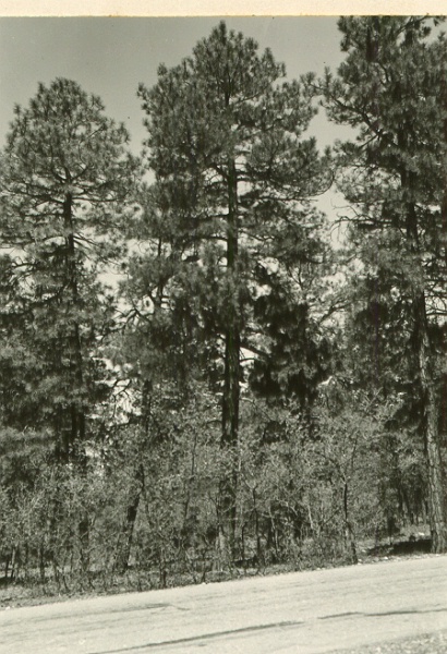 Tree 28 from SE (2' stick at bh)