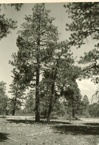 Tree 30 from S (2' stick at bh)