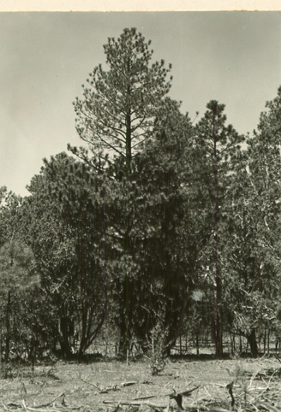 Tree 33 from SE (2' stick 8' in front of tree)