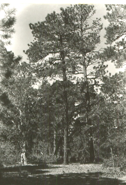 Tree 38 from NE (2' stick at bh)