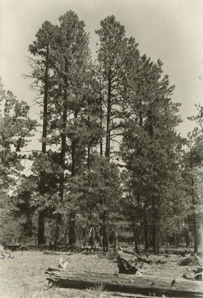 Plot 1-Check. Trees 43-45 and Trees 47-52 as seen from 2 chains to  S/SE