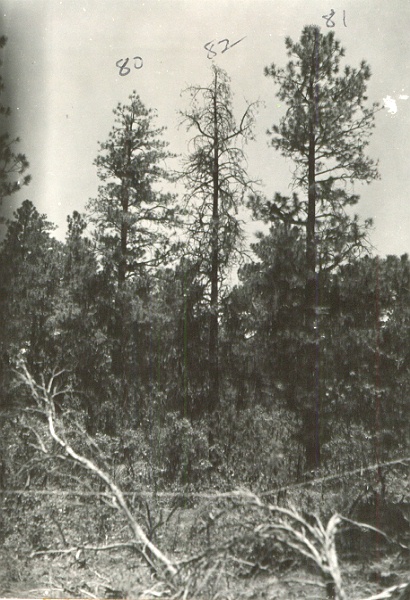 Plot 2B-Check. Trees 80-82 as seen from 1 chain  S/SW