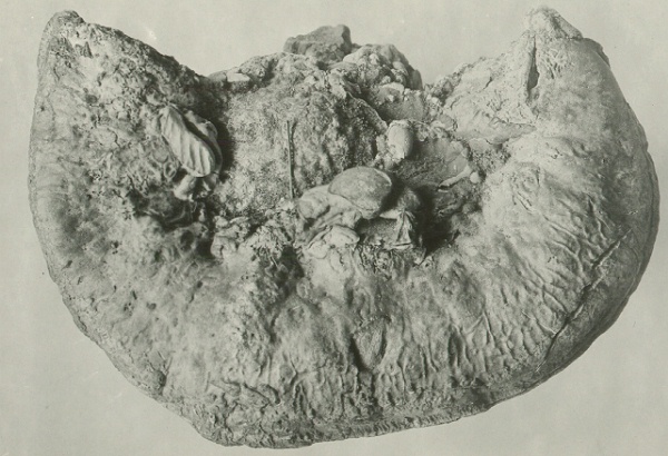 Fomes geotropus (front view) from Liquidambar styraciflua 