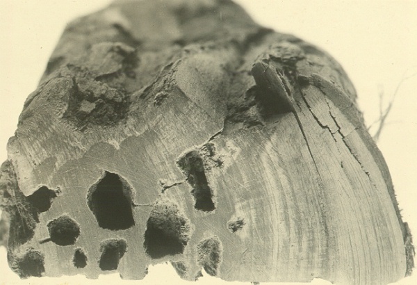 Peck of Taxodium distichum (cross section) caused by Fomes geotropus