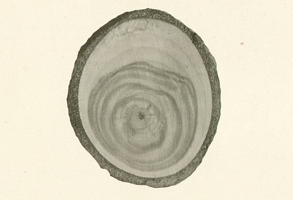 Stain in Populus tremuloides caused by Cytospora chrysosperma