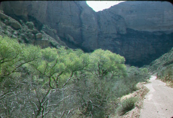 Fish Creek Canyon showing early leafing of cottonwoods