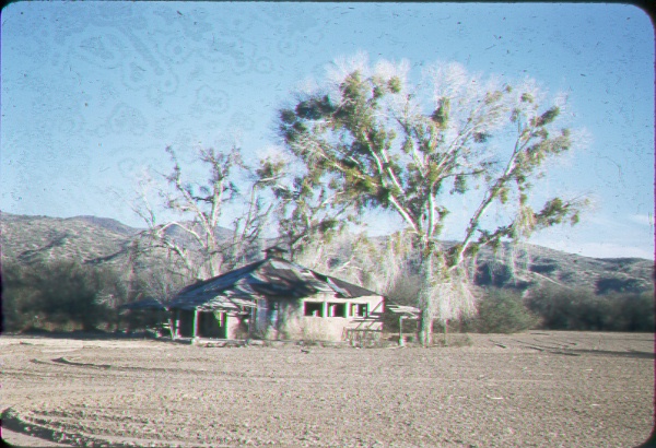 Mistletoe infestation in a cottonwood along the San Pedro River