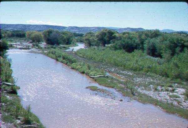 Verde River showing dense growth of seepwillow and cottonwood