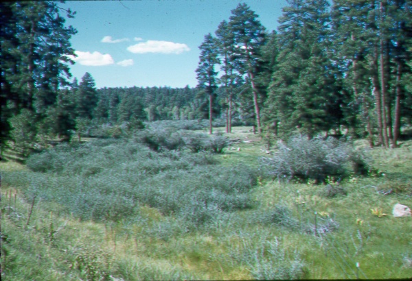 Growth of willows along an intermittent stream