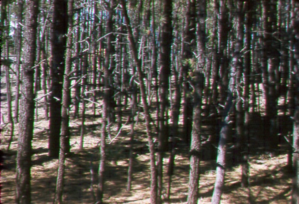 Overstocked stand of pole-size ponderosa pine
