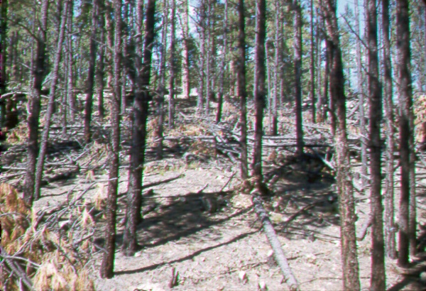 Overstocked stand of pole-sized ponderosa pine thinned to about 90 sq. ft. basal area 
