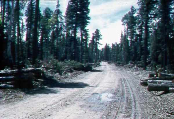 Recent timber sale in the mixed conifer type