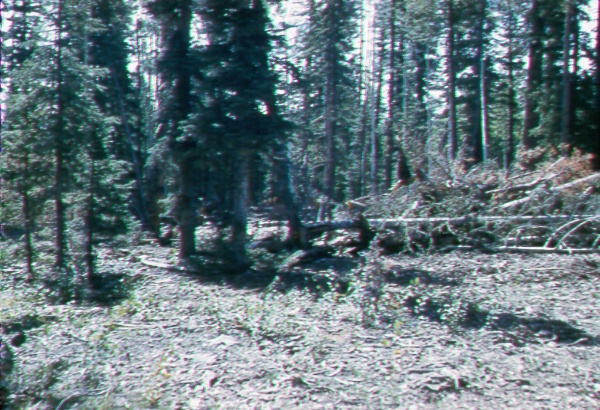 Recent timber sale in mixed conifer type 