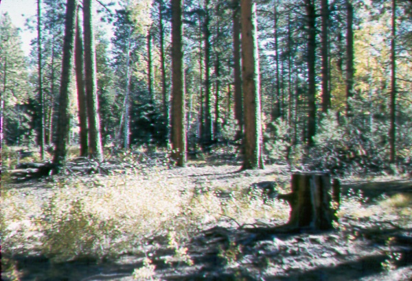 Forest area logged over in 1956