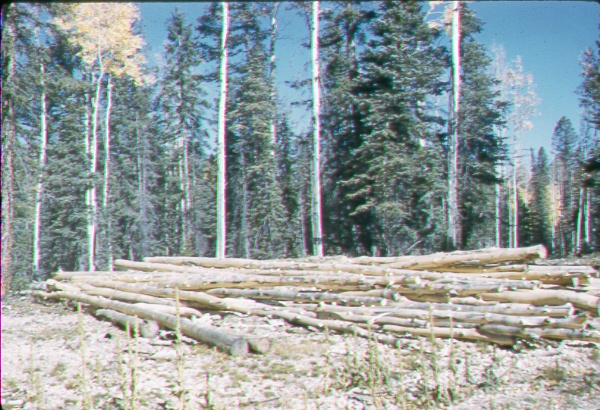 Aspen poles logged in the mixed conifer type