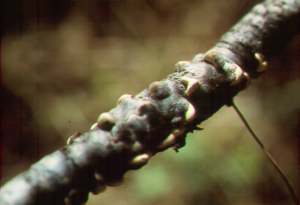Initial emergence of aecia of white pine blister rust on southwestern white pine
