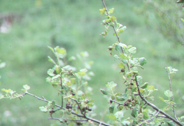 Ribes pinetorum, branches with leaves and fruits