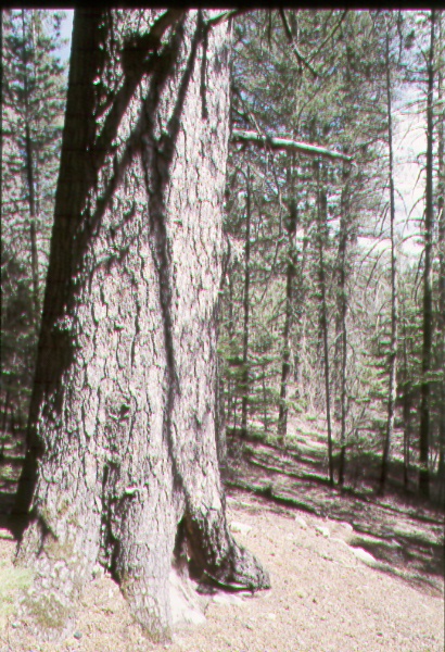 Base of large southwestern white pine