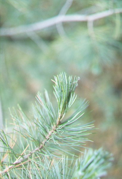 Wet foliage of southwestern white pine