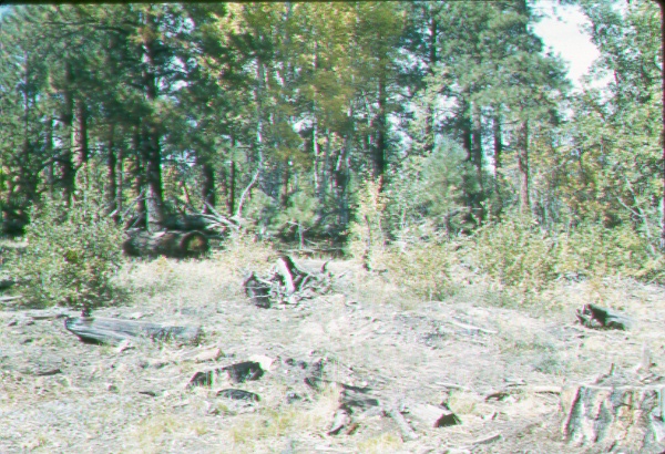 Ridgetop site cutover in 1955 under improvement selection