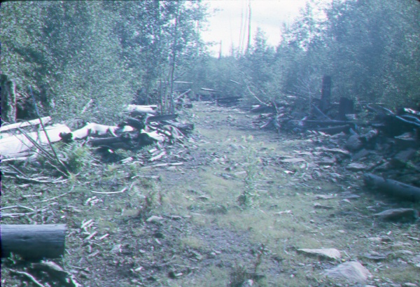 Logging road on the Escudilla burn