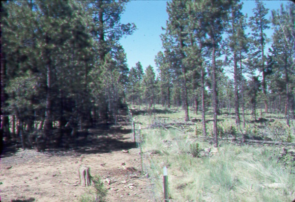 Fenceline contrast of thinned versus unthinned pasture