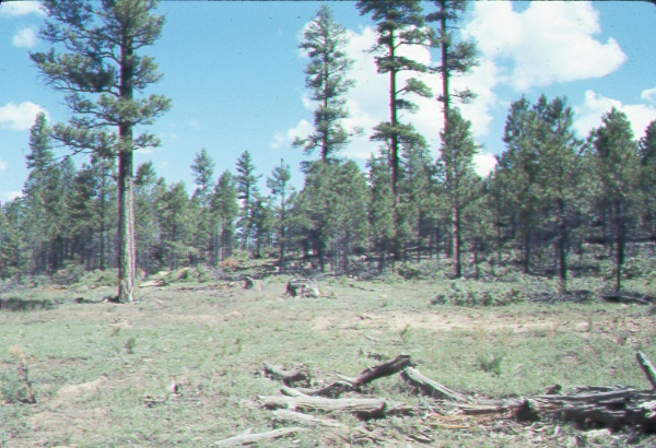 Example of cutting and leave on the Pine Mountain Sale