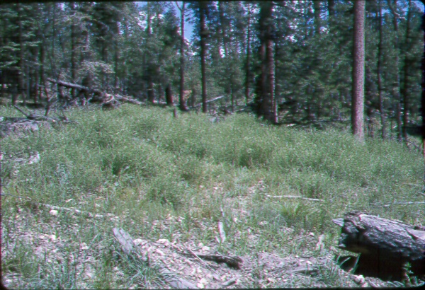 Hairy vetch established along an abandoned logging road 