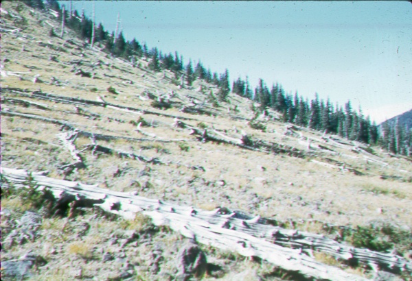 Old burn on San Fransisco Peaks near Weatherford Pass