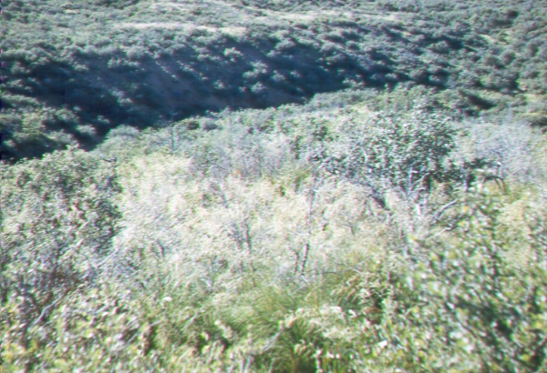 Lovegrass-turbinella oak competition plot on Pinal Mountain burn