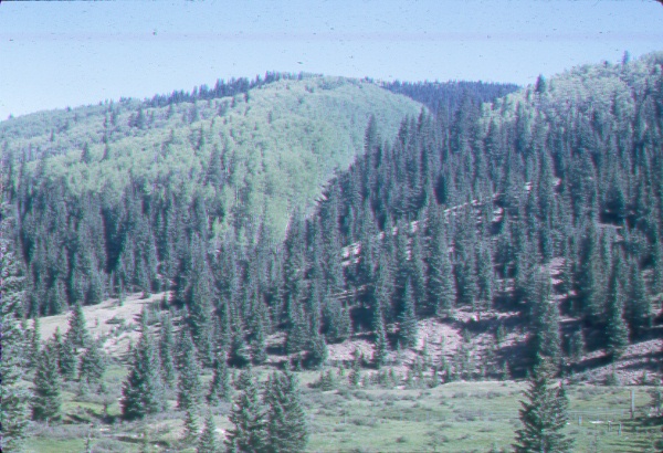 Meadow adjacent to Panchuela West