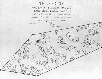 Mistletoe survey, plot 4- check Mistletoe survey, plot 4- check