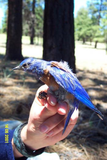 Western Bluebird adult male