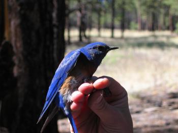 Male Western Bluebird