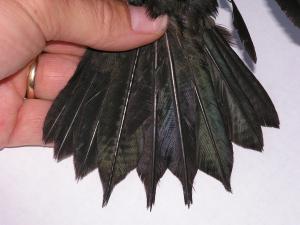 Lewis's Woodpecker Lewis's Woodpecker