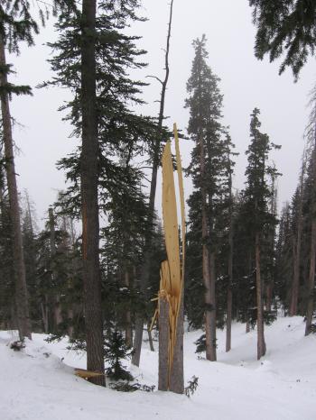 wind damage - engelmann spruce