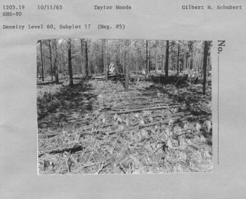 Density Level 60, Subplot 17, (Neg #5)