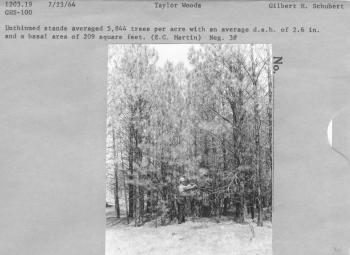 Unthinned stands averaged 5,844 trees per acre with an average d.s.h. of 2.6 in. and a basal area of 209 square feet. (E.C. Martin) Neg #3 Unthinned stands averaged 5,844 trees per acre with an average d.s.h. of 2.6 in. and a basal area of 209 square feet. (E.C. Martin) Neg #3