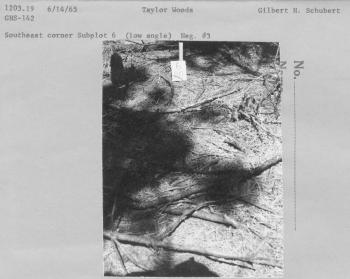 Southeast corner subplot 6 (low angle) Neg. #3 Southeast corner subplot 6 (low angle) Neg. #3