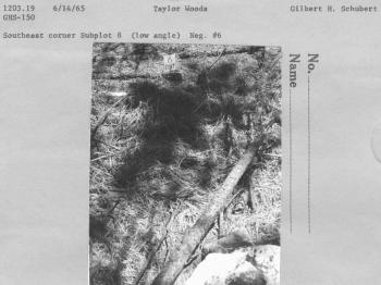 research plot research plot