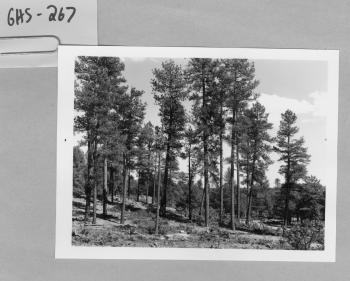 Group Selection Cutting Plot 9 Neg. #11