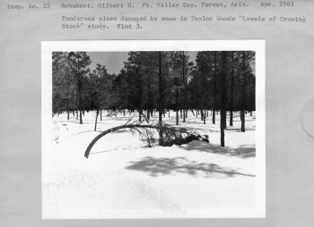Snow-damaged Ponderosa pines in Taylor Woods 