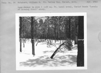 Snow damage in Taylor Woods