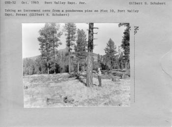 Taking an increment core from a ponderosa pine on plot 10 