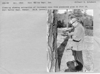 close-up showing extraction of increment core from ponderosa pine in plot 10